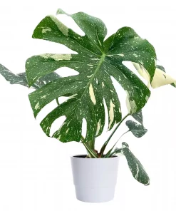 Monstera - Vindusblad 'Thai Constellation' 15 cm