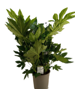 Fatsia Japonica - Stuearalia 24 cm