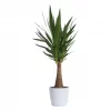 Yucca Maya 23 cm