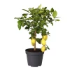 Citrus 21 cm