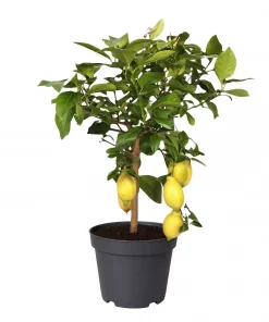 Citrus 21 cm