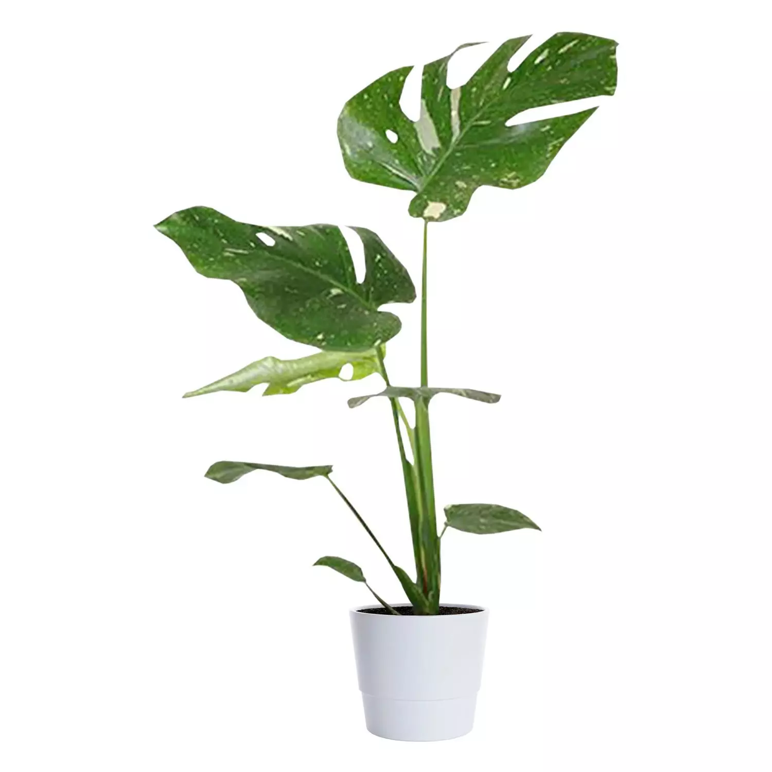 Monstera - Vindusblad 'Thai Constellation' 12 cm