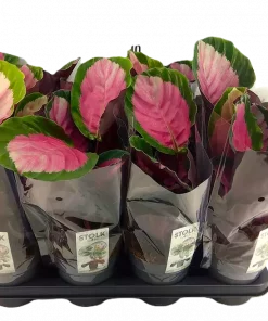 Calathea - Fiskebensplante Lancifolia 14 cm