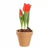Tulipan i potte 11 cm