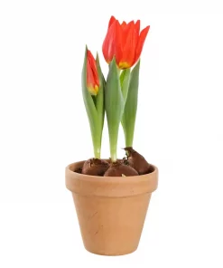 Tulipan i potte 11 cm