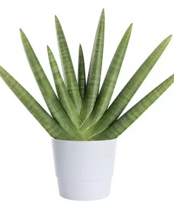 Sansevieria Cylindrica - Bajonettplante Handshake 10 cm
