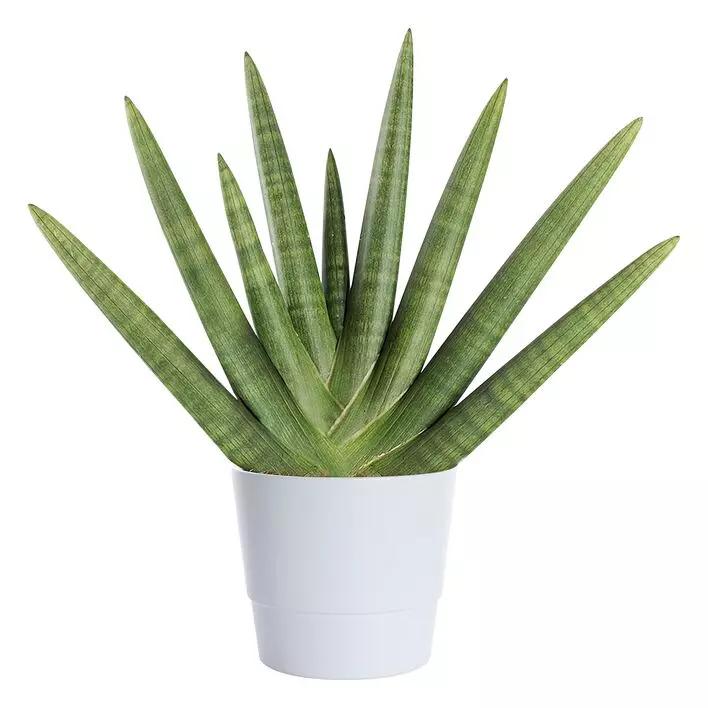 dracaena lemon surprise Natural plants - Dracaena Lemon Surprise main image 1