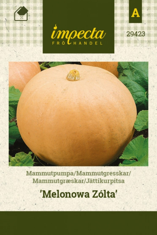 Kjempegresskar 'Melonowa Zólta'