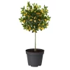 Citrus x microcarpa - Kalamondin 19 cm