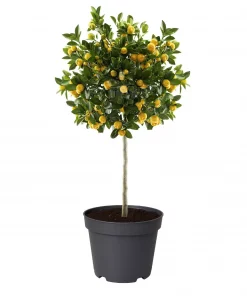 Citrus x microcarpa - Kalamondin 19 cm