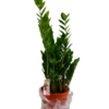Zamioculcas Zamiifolia - Smaragdpalme 27 cm