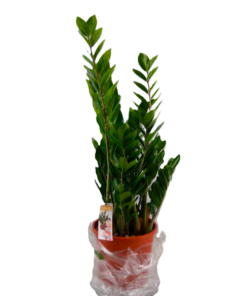 Zamioculcas Zamiifolia - Smaragdpalme 27 cm