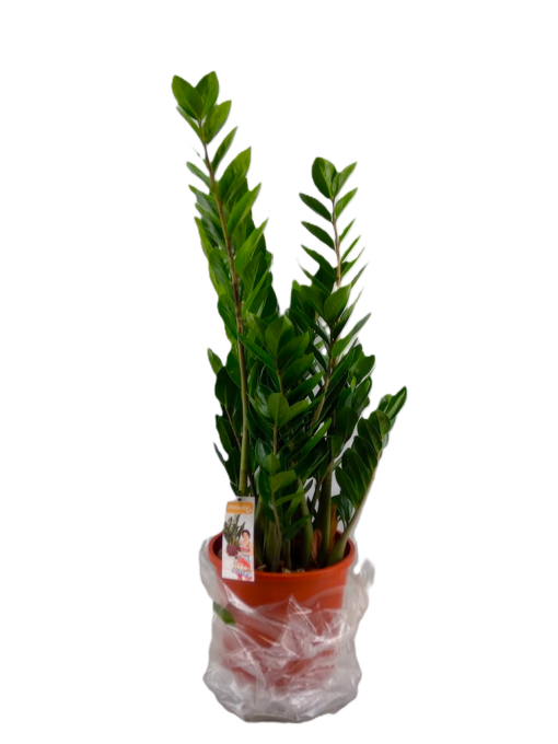 Zamioculcas Zamiifolia - Smaragdpalme 27 cm