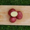 Settepotet 'Nansen' 2,5 kg