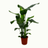 Strelitzia Nicolai - Paradisfuglblomst 21 cm