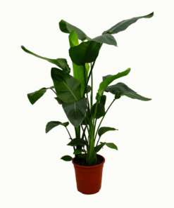 Strelitzia Nicolai - Paradisfuglblomst 21 cm