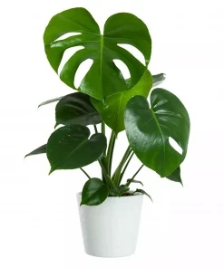 Monstera - Vindusblad 14 cm