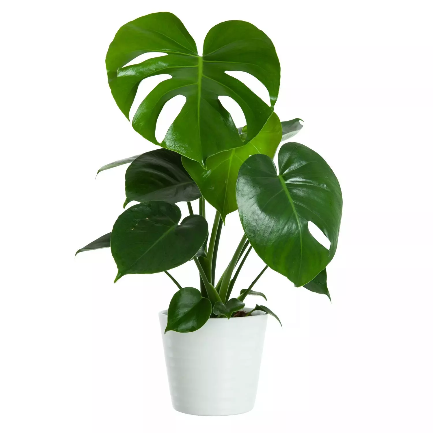 Monstera - Vindusblad 14 cm