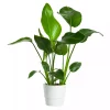 Strelitzia Nicolai - Paradisfuglblomst 21 cm