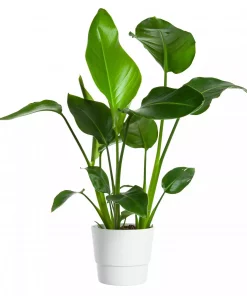 Strelitzia Nicolai - Paradisfuglblomst 21 cm