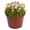 Saxifraga - Hagesildre Hvit 13 cm