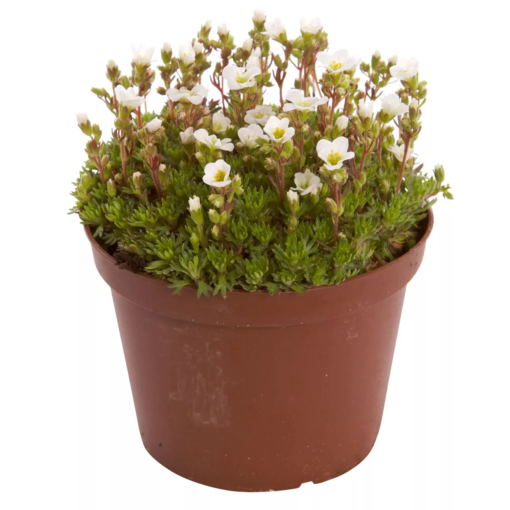 Saxifraga - Hagesildre Hvit 13 cm