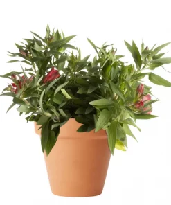 Alstroemeria - Inkalilje rød 19 cm