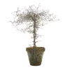 Corokia - Spøkelsetre 23 cm