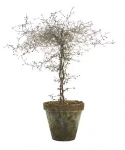 Corokia - Spøkelsetre 23 cm