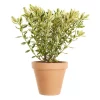 Hebe Andersonii 15 cm