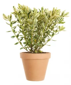Hebe Andersonii 15 cm