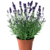 Lavendela Angustifolia - Lavendel 13 cm