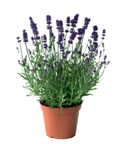 Lavendela Angustifolia - Lavendel 13 cm