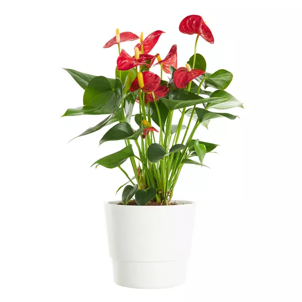 Anthurium - Flamingoblomst 14 cm