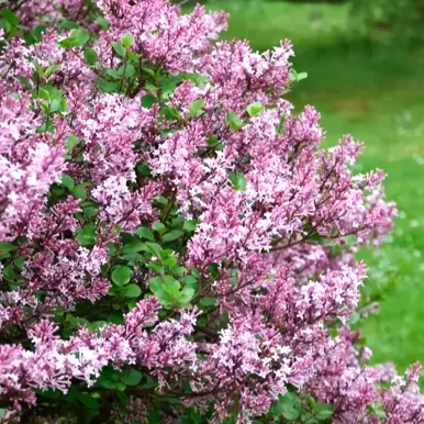 Syringa meyeri 'Palibin'  - Dvergsyrin 23 cm