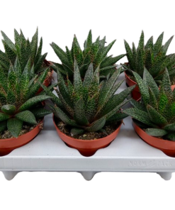 Gasteria 12 cm