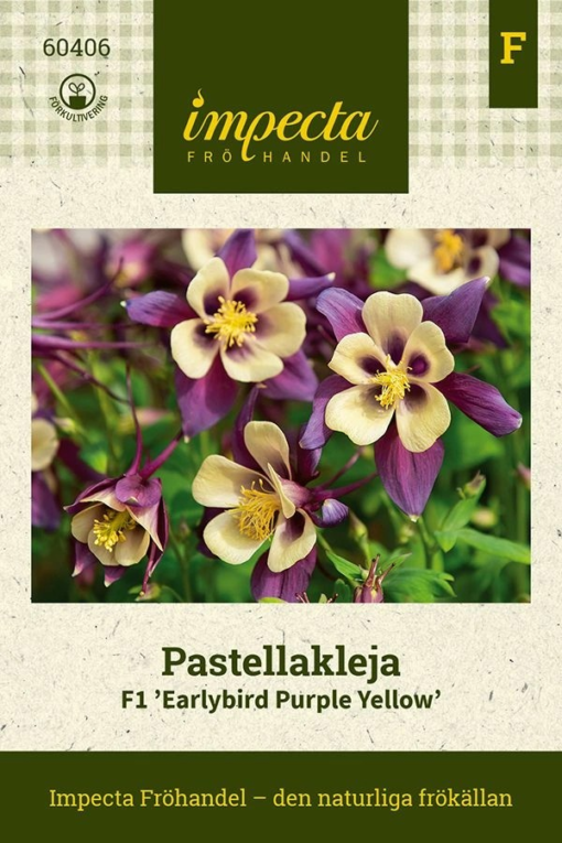 Akeleie F1 'Earlybird Purple Yellow'