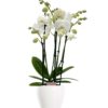 Phalaenopsis - Orkide hvit 12 cm 5 grenet