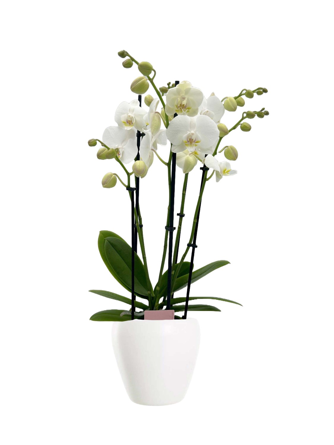 Phalaenopsis - Orkide hvit 12 cm 5 grenet