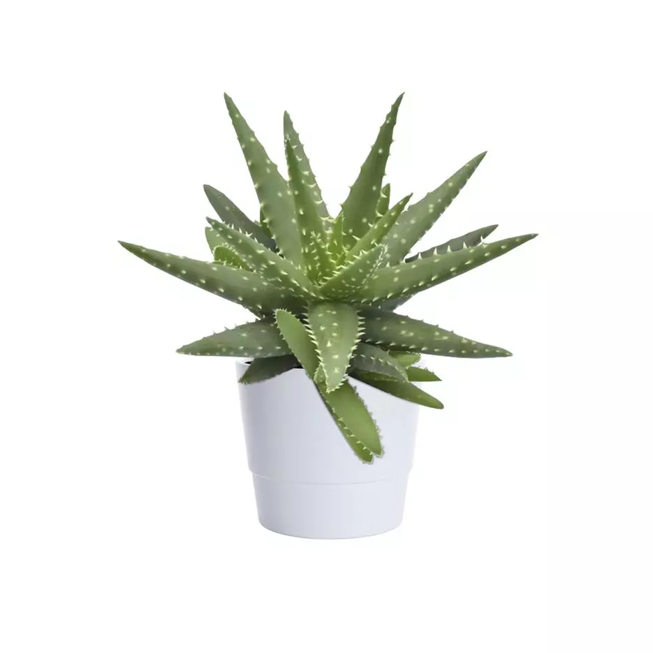 Aloe Safari Kerio 15 cm