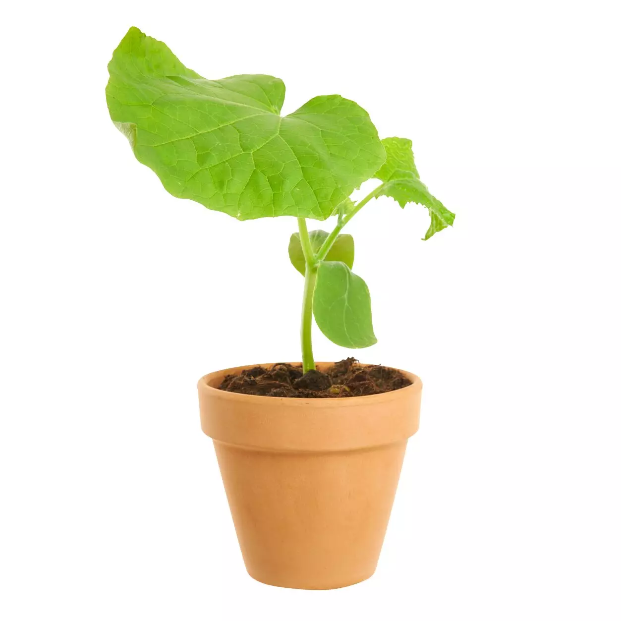 Cucumis Picolino 12 cm - knaske/snack agurk