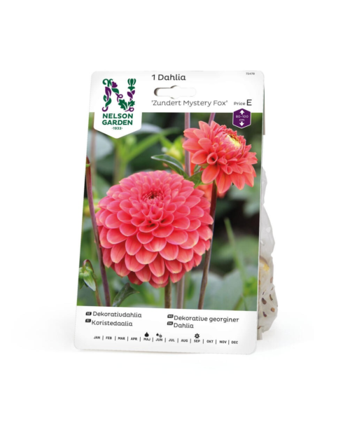 Dahlia - Georgine Høy ball, Zundert Mystery Fox