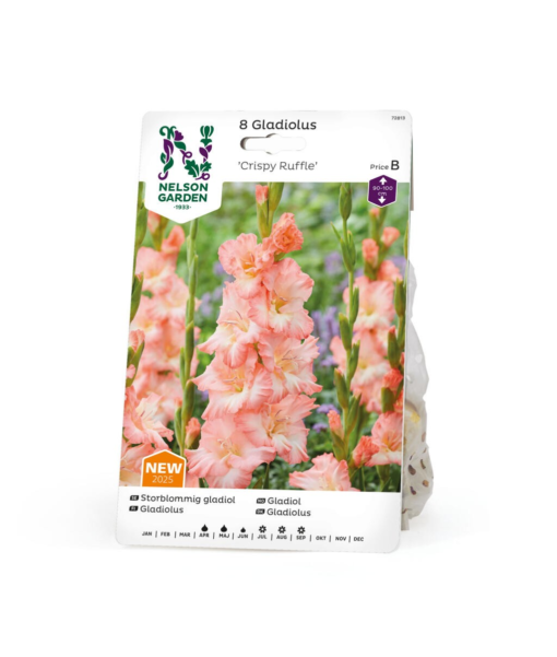 Gladiol Storbladet Crispy Ruffle