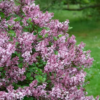 Syringa meyeri 'Palibin' Dvergsyrin