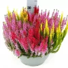 Calluna - Lyng Garden Girls 27 cm skål TRIO