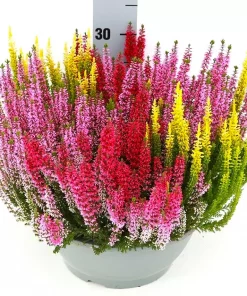 Calluna - Lyng Garden Girls 27 cm skål TRIO