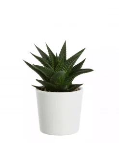 Haworthia mini