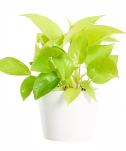 Epipremnum Aureum - Gullranke 'Golden Pothos' 12 cm