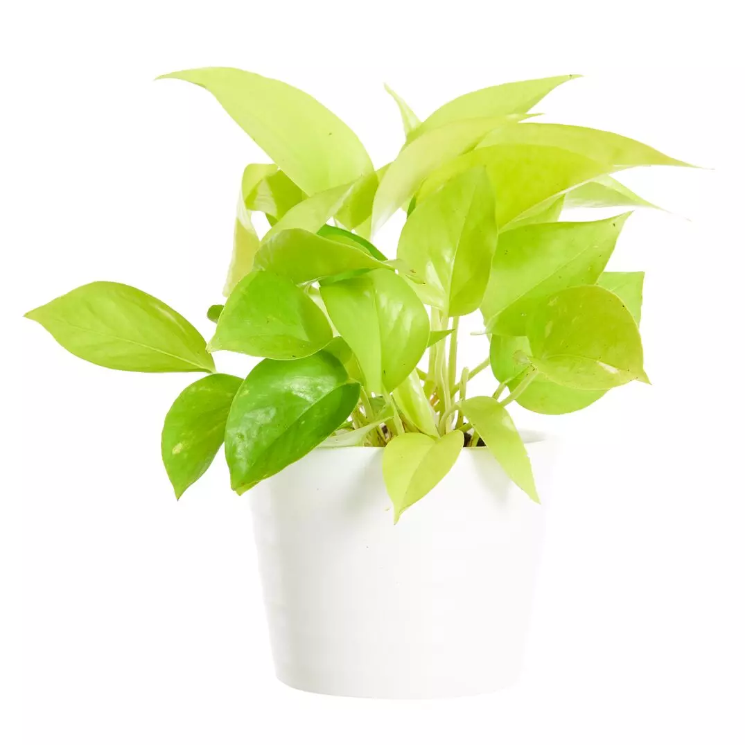 Epipremnum Aureum - Gullranke 'Golden Pothos' 12 cm