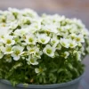 Saxifraga - Hagesildre hvit 13 cm